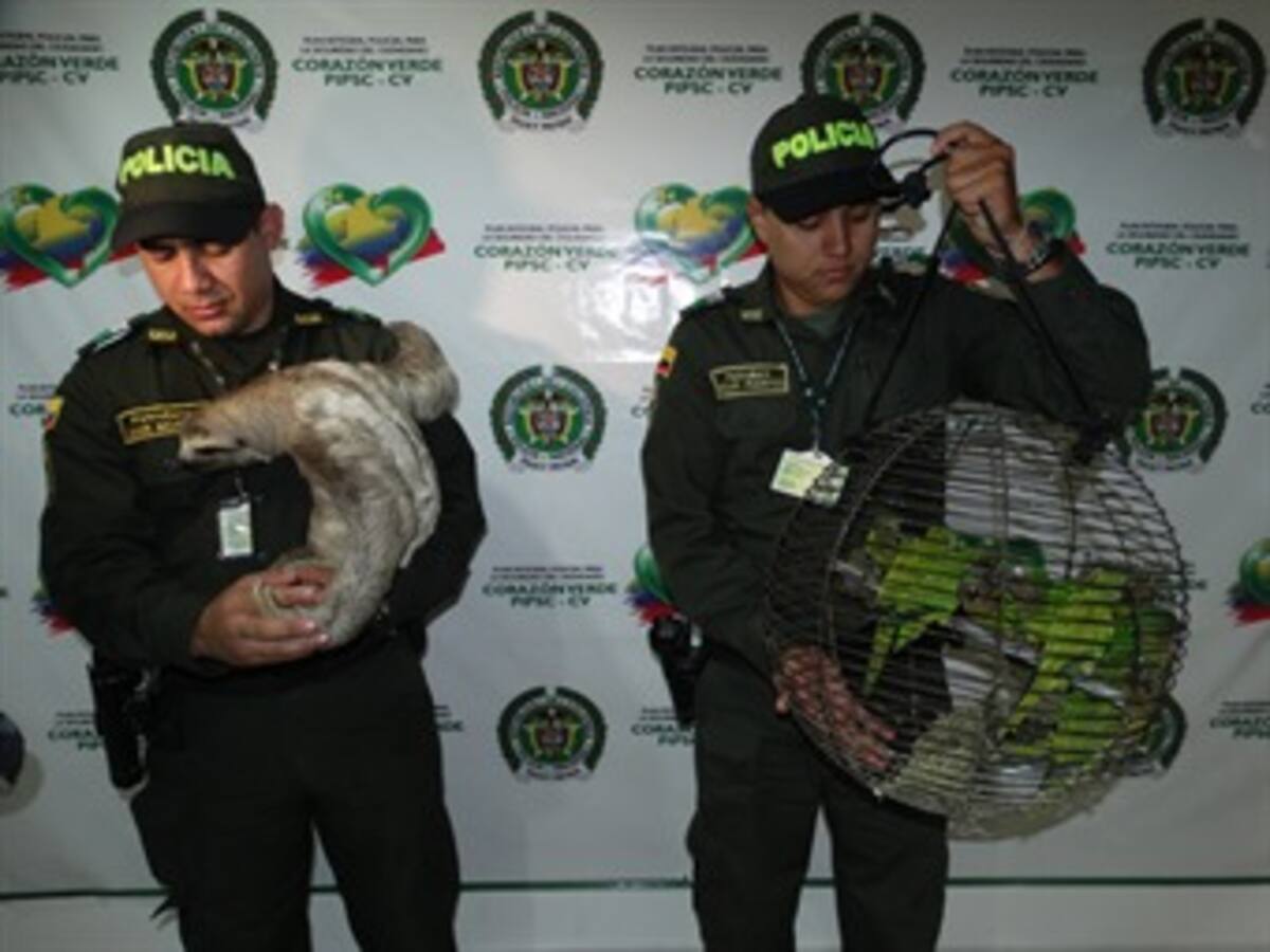 Policía de Bolívar rescata especies en vía de extinción