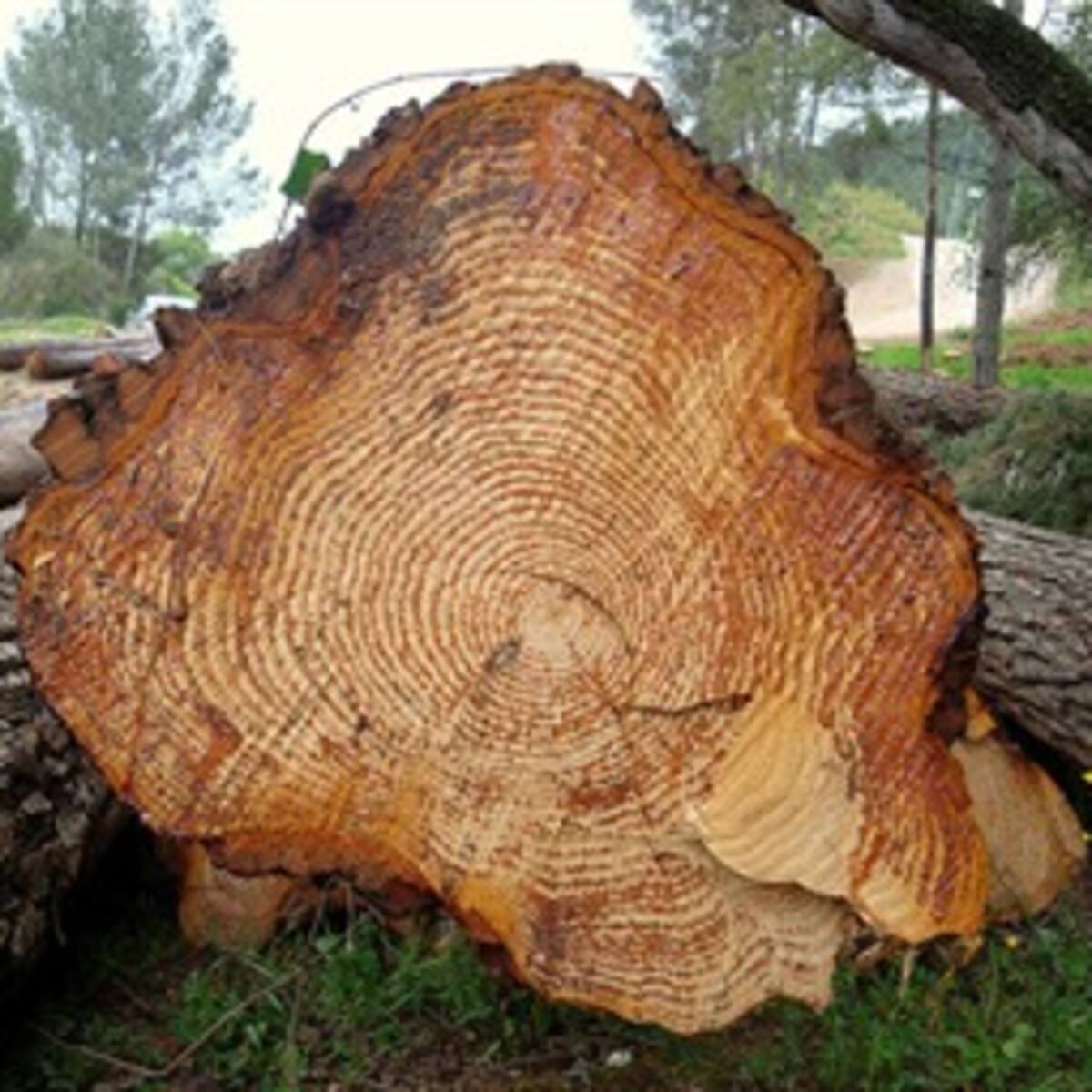 Estudio de árboles permite reconstruir evolución del clima