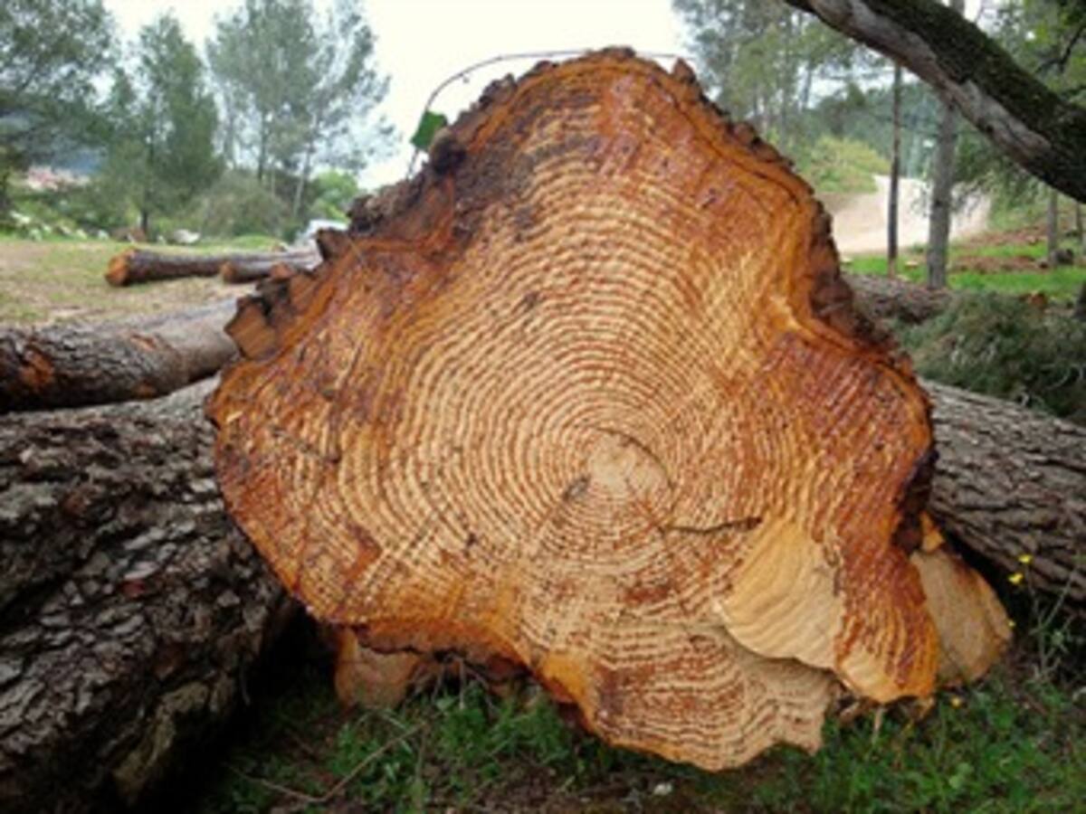 Estudio de árboles permite reconstruir evolución del clima