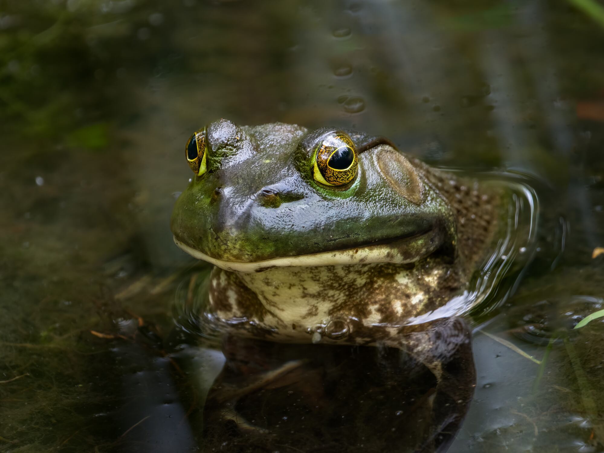 Rana toro (Rana catesbeiana). Getty Images