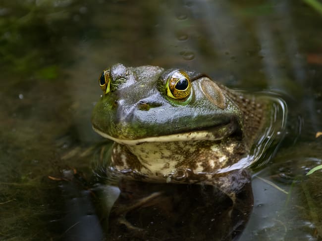 Rana toro (Rana catesbeiana). Getty Images