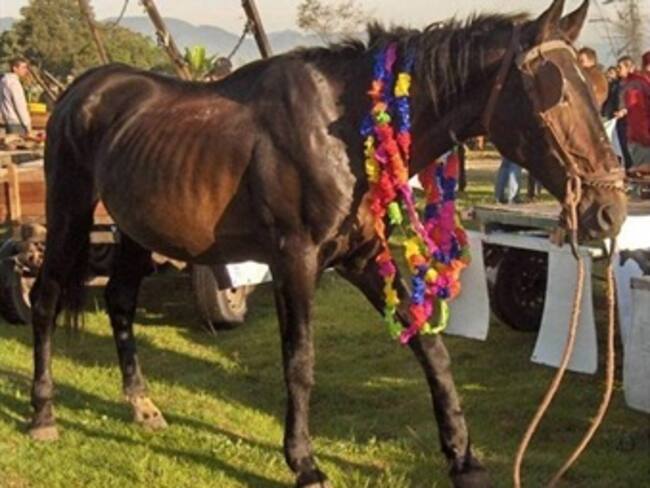 De 2.000 caballos de las antiguas ‘zorras’ solo 540 han sido adoptados