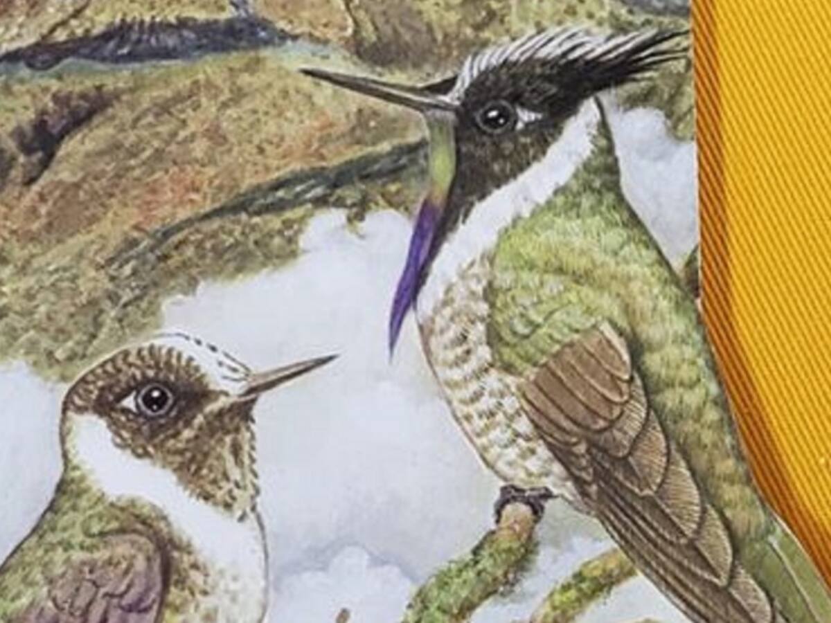 “Tesoros alados”: escrito por Tatiana Gutierrez Giraldo