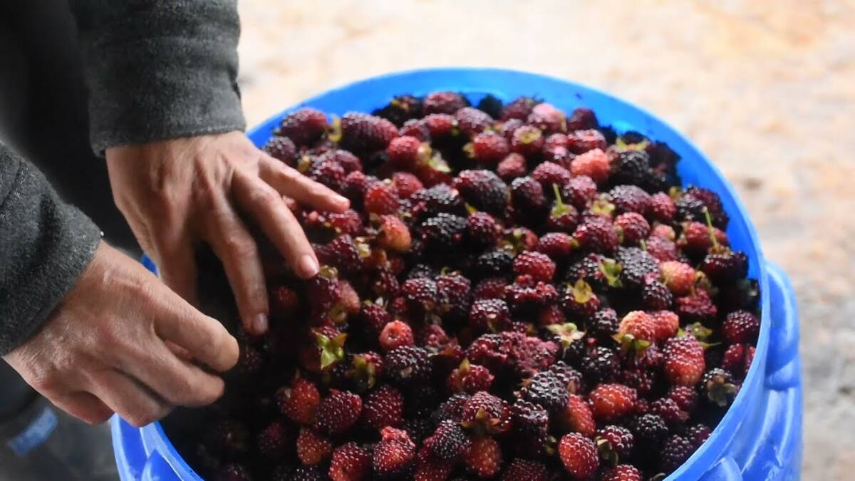 ¿Qué pasa con la producción de moras en Risaralda?