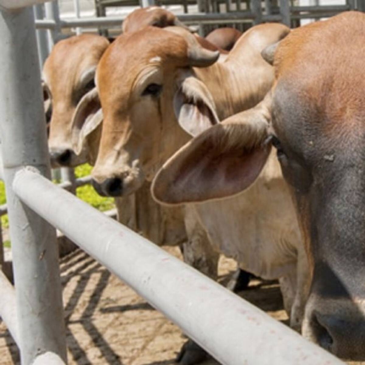 Central de Beneficio Animal de Manzanares ya tiene autorización del Invima