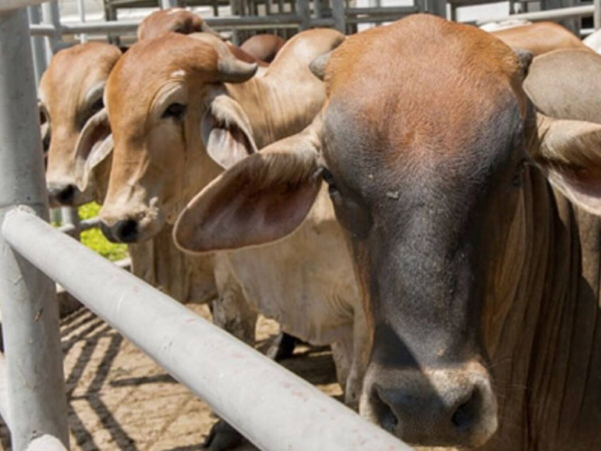 Central de Beneficio Animal de Manzanares ya tiene autorización del Invima
