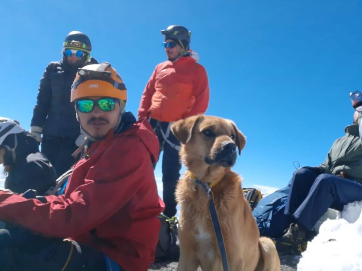 Perrito es rescatado de la montaña más alta de México