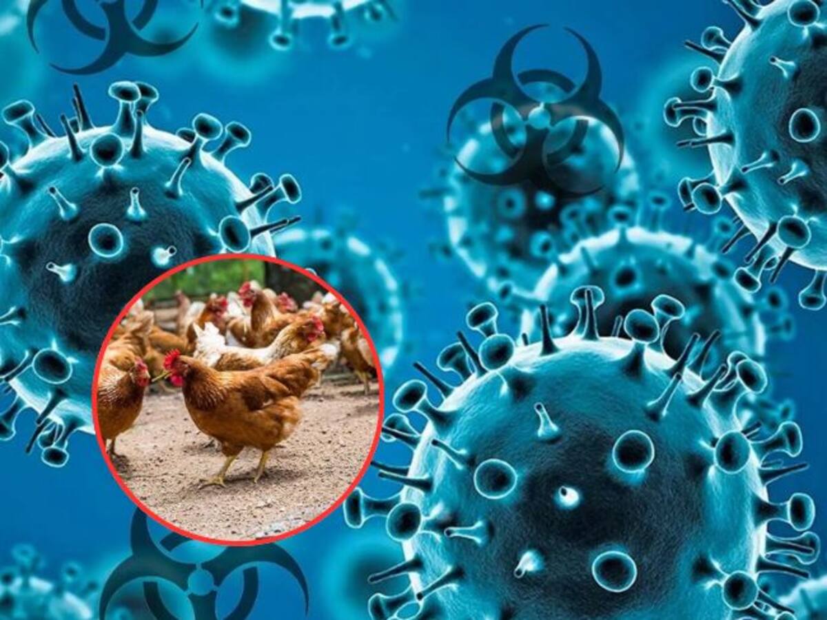 El ICA confirmó el primer brote de influenza aviar en el Chocó