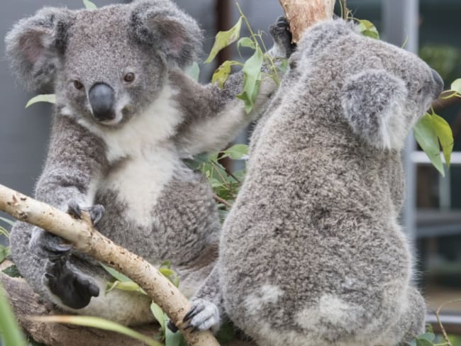 Pelea de Koalas detiene el tráfico en Australia