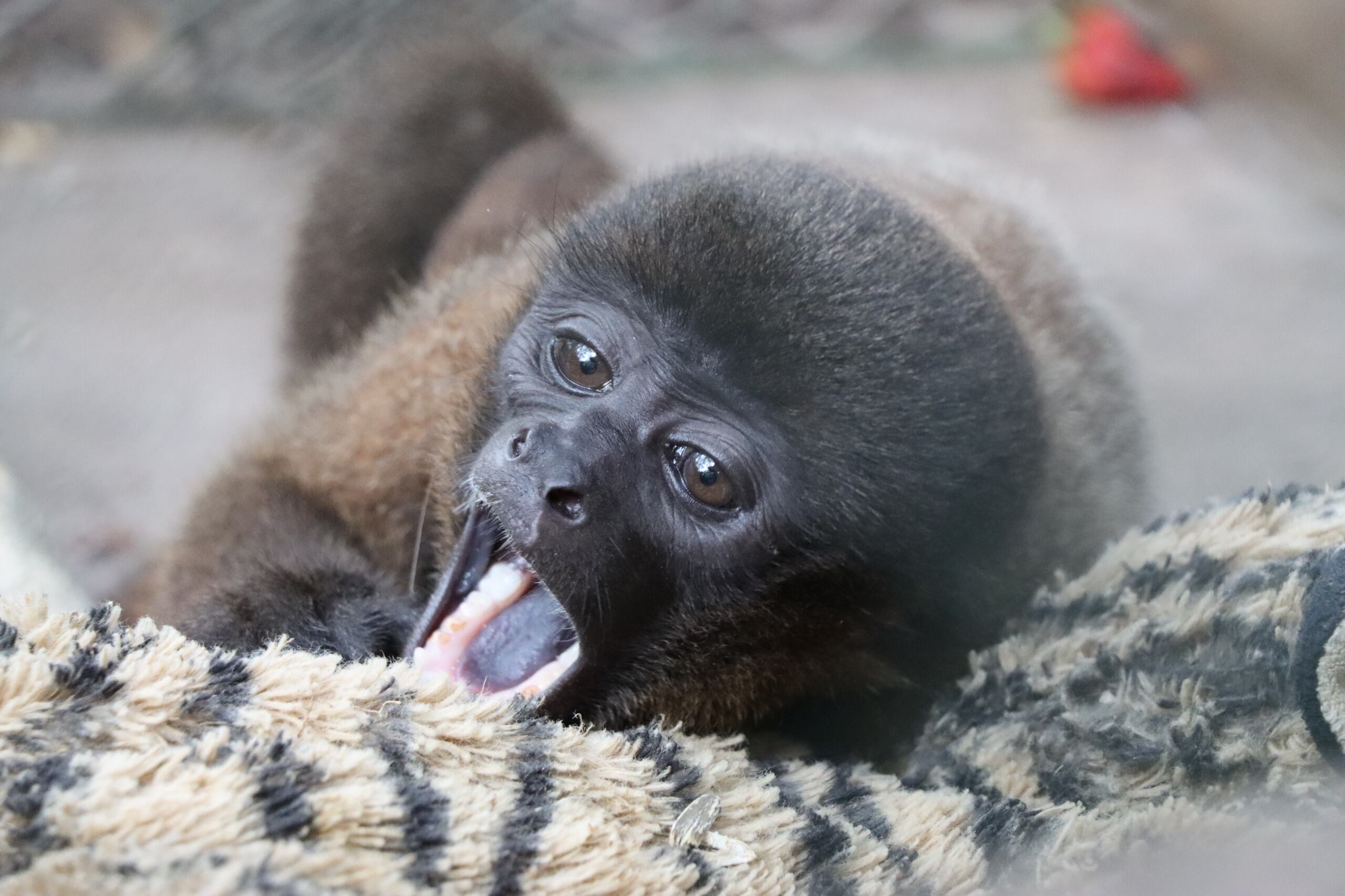 Mono churuco rescatado en Tello recibe atención veterinaria especializada en un centro de rehabilitación de la CAM.