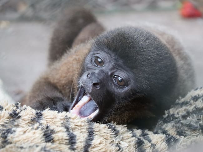 Mono churuco rescatado en Tello recibe atención veterinaria especializada en un centro de rehabilitación de la CAM.