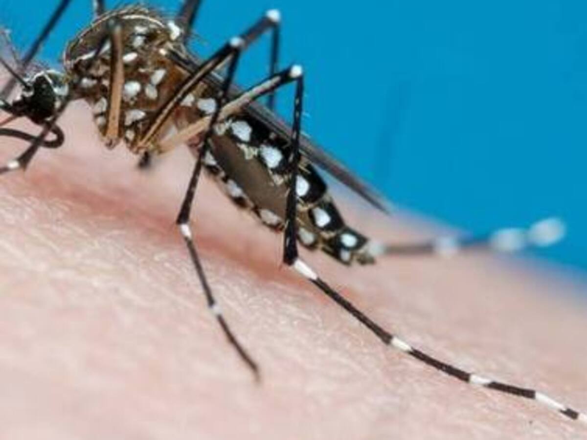 Aumentan las cifras de dengue en Quindío, ya son más de 2 mil casos en lo que va del año