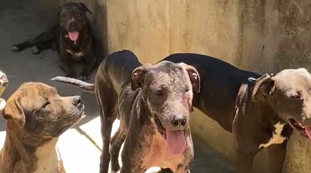 Con mordeduras y en extrema delgadez encontraron más perros donde vivían los Pitbull