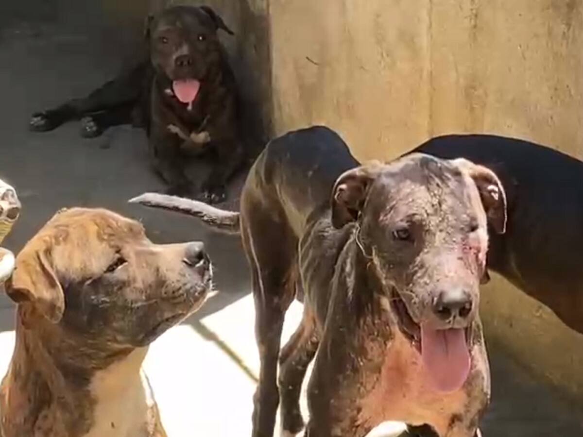 Nueve perros fueron encontrados en la finca donde vivían los pitbull que mataron al niño