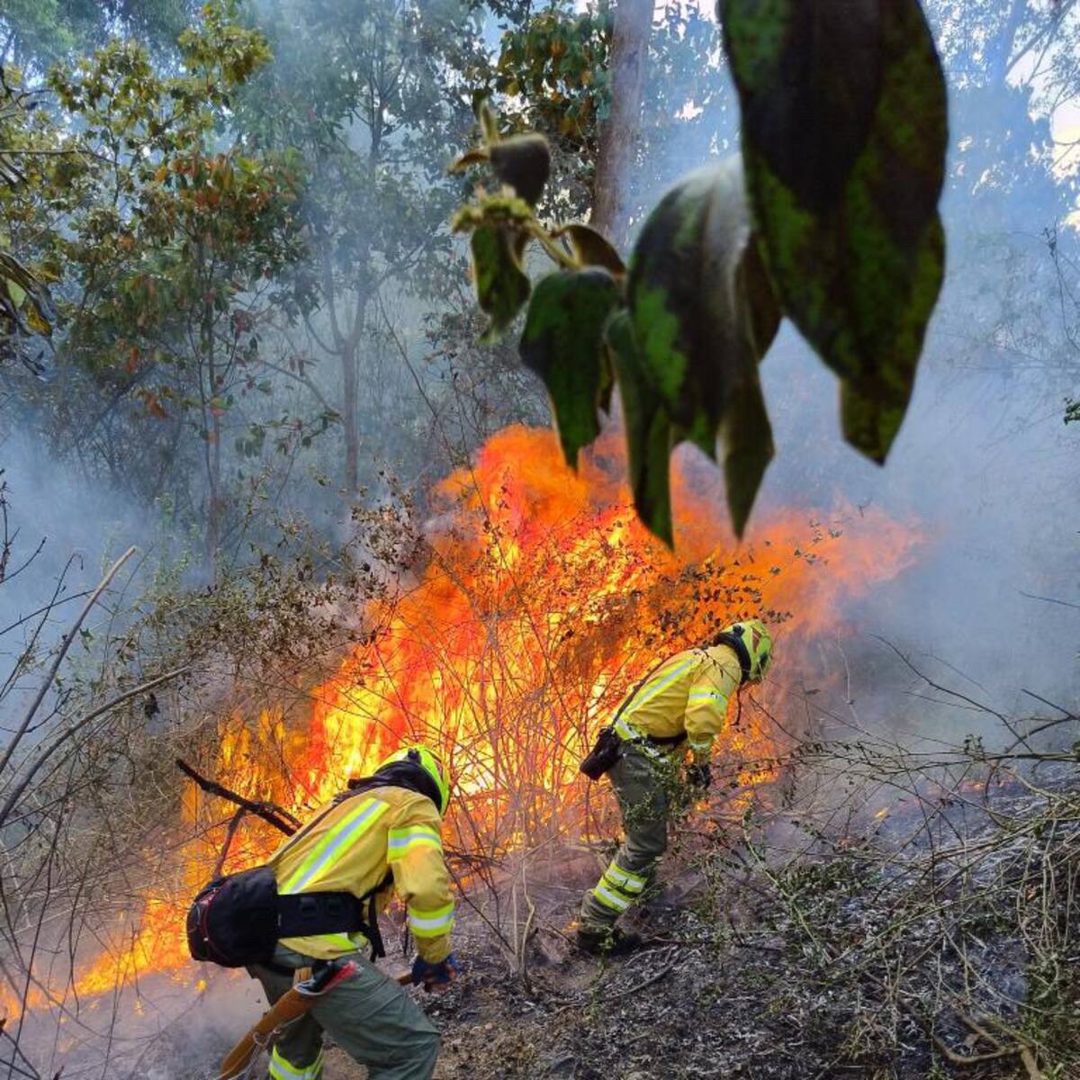 En Antioquia fueron capturadas tres personas por el delito de ecocidio