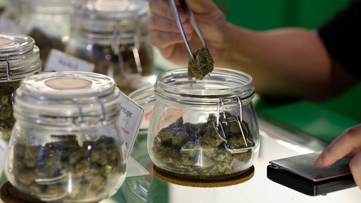 Vuelve a Congreso la reforma para regular el consumo de cannabis: ¿qué ambiente le espera?