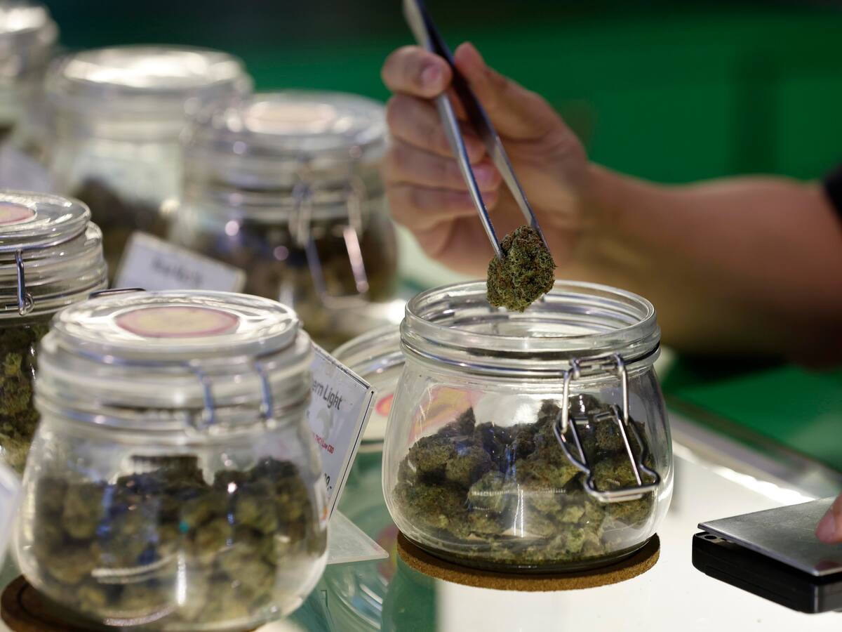 Vuelve a Congreso la reforma para regular el consumo de cannabis: ¿qué ambiente le espera?