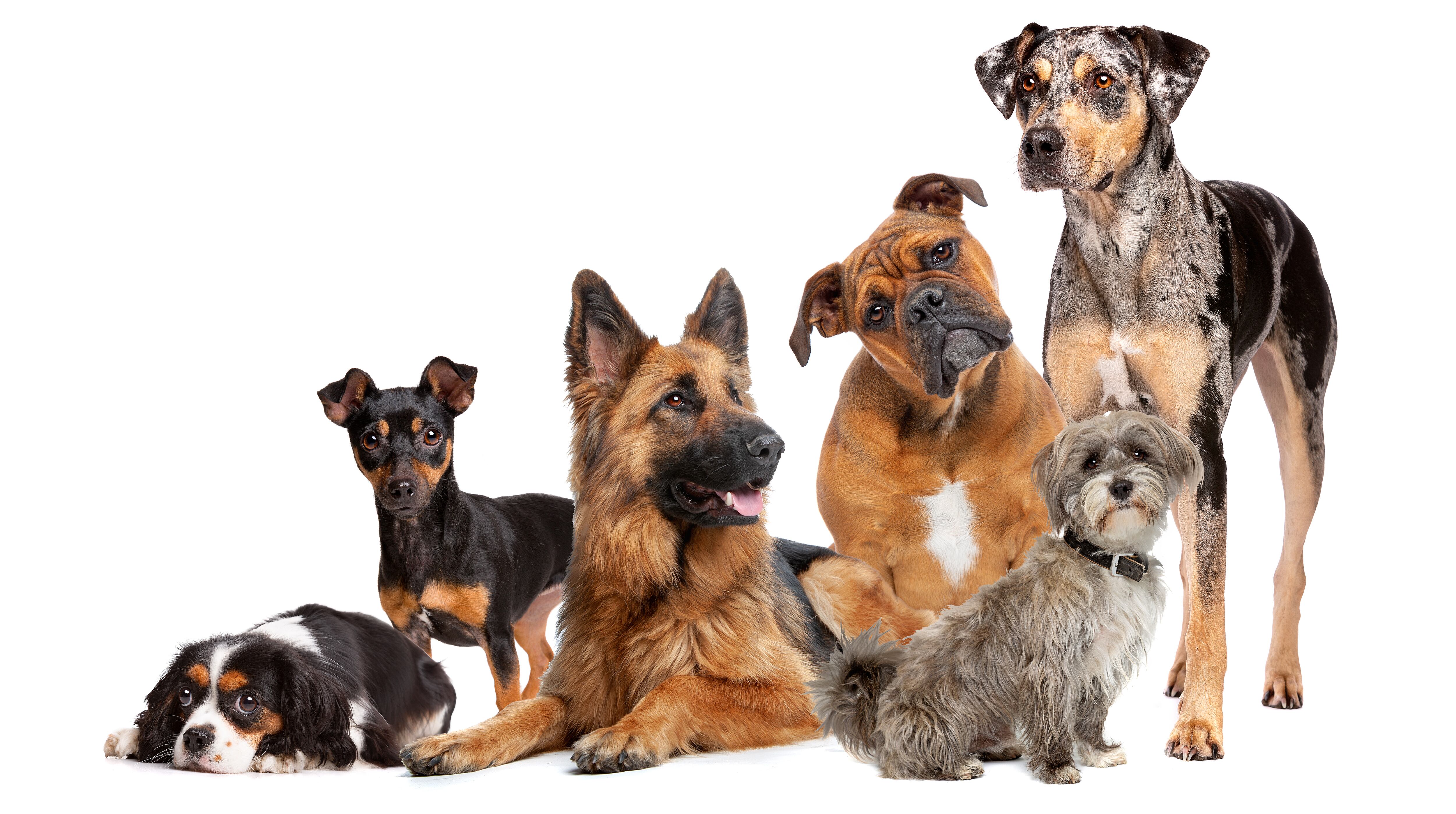 Grupo de seis perros de diferente raza. (Foto: Getty Images)