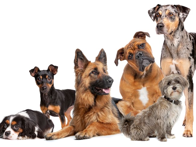 Grupo de seis perros de diferente raza. (Foto: Getty Images)