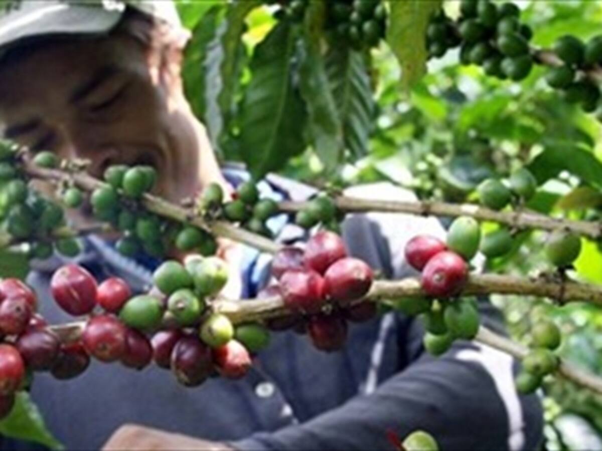 Conozca cuáles son los candidatos a la gerencia de Fedecafé