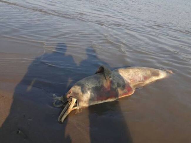 Cuatro delfines muertos fueron encontrados en playas del municipio de San Antero-Córdoba