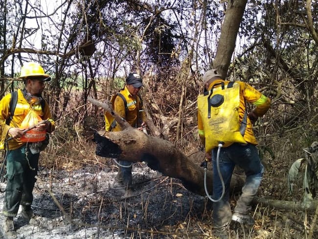 Incendio arrasa con vegetación en Vía Parque Isla de Salamanca