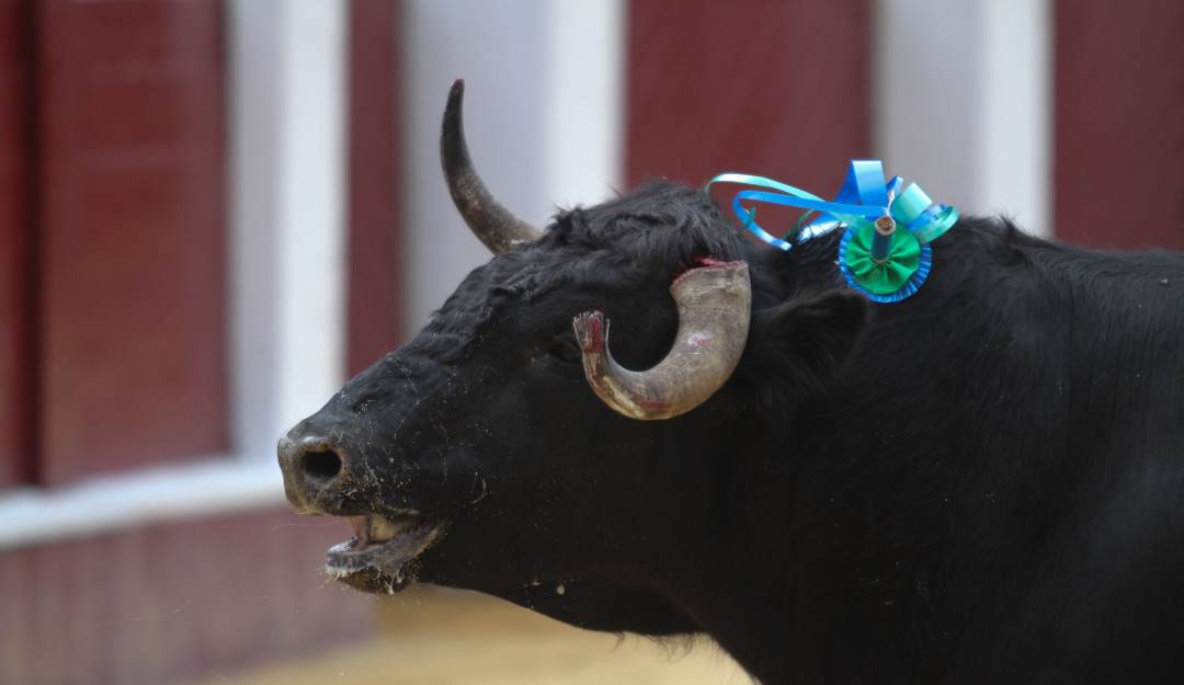 Colprensa (Sofía Toscano)