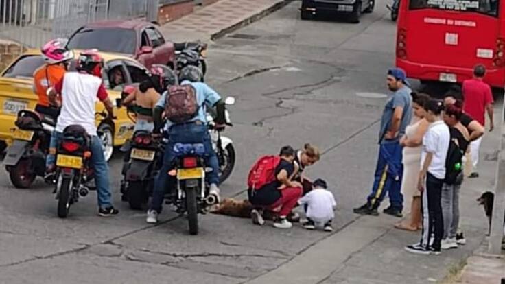 Mafalda Rios, animalista de Armenia