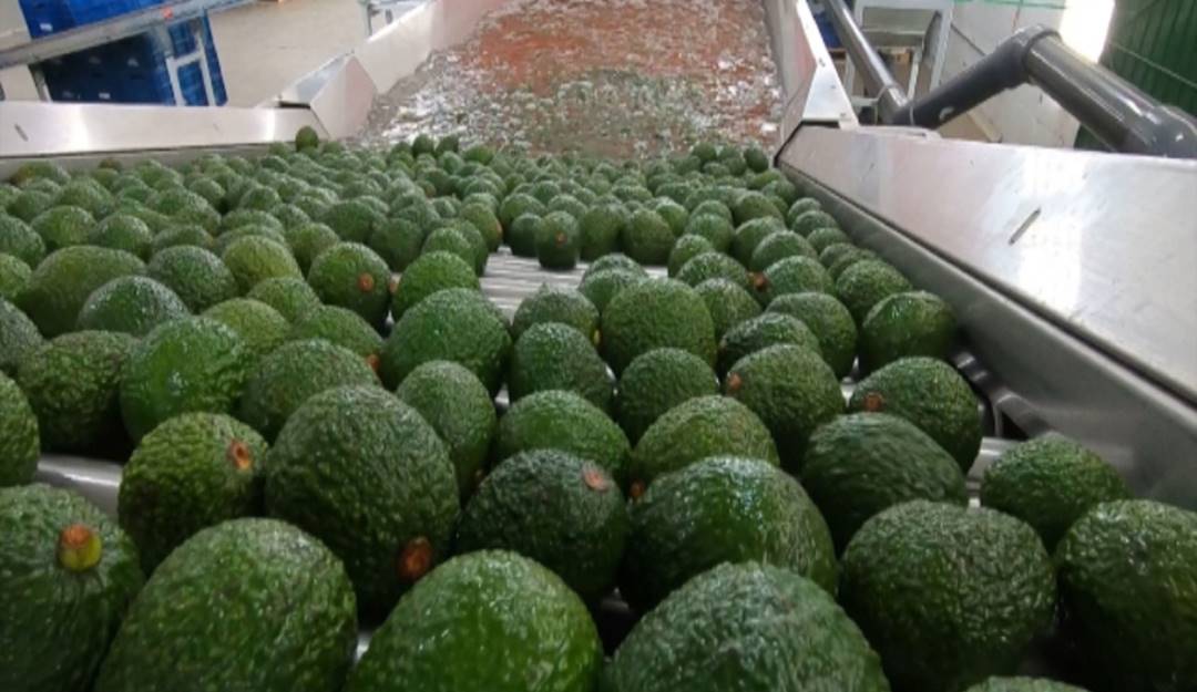 Aguacate Hass. Foto: Cortesía ICA. 