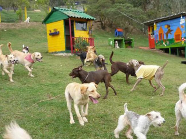 Guarderías de perros en La Calera, ¿están supervisadas por los entes de control?