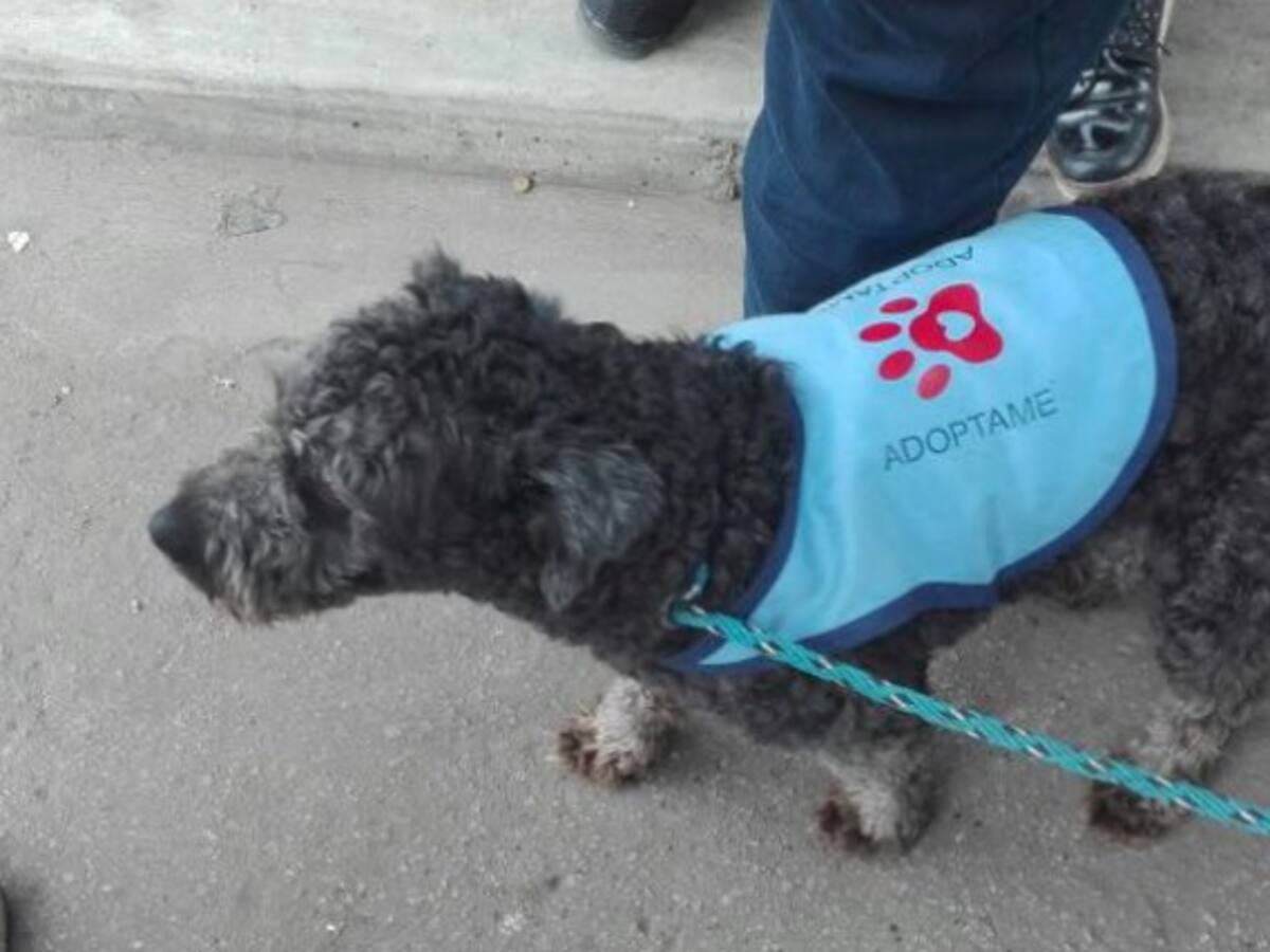 35 gatos y 25 perros han sido adoptados en SOFA 2017