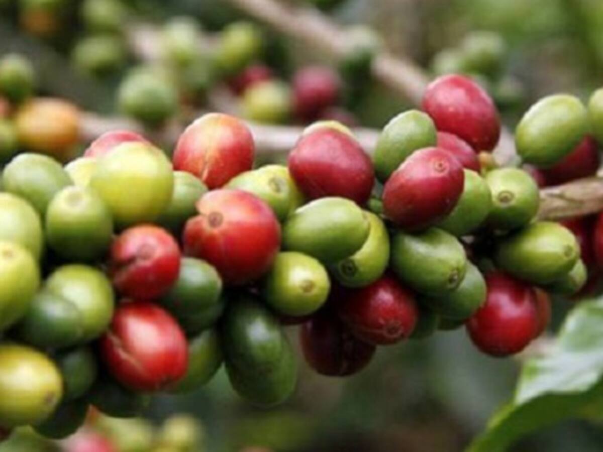 Educación para fortalecer al sector rural colombiano