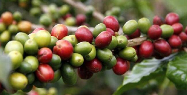 Producción cafetera