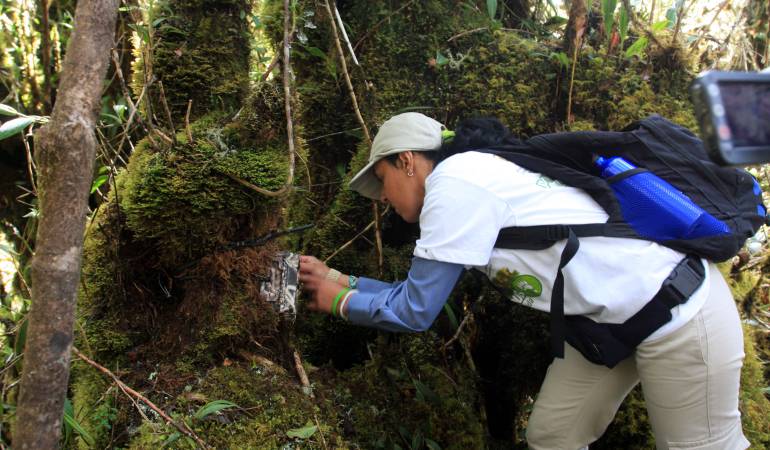 Como criminales serán buscadas las personas que mataron un oso de anteojos, en el parque natural Chingaza.