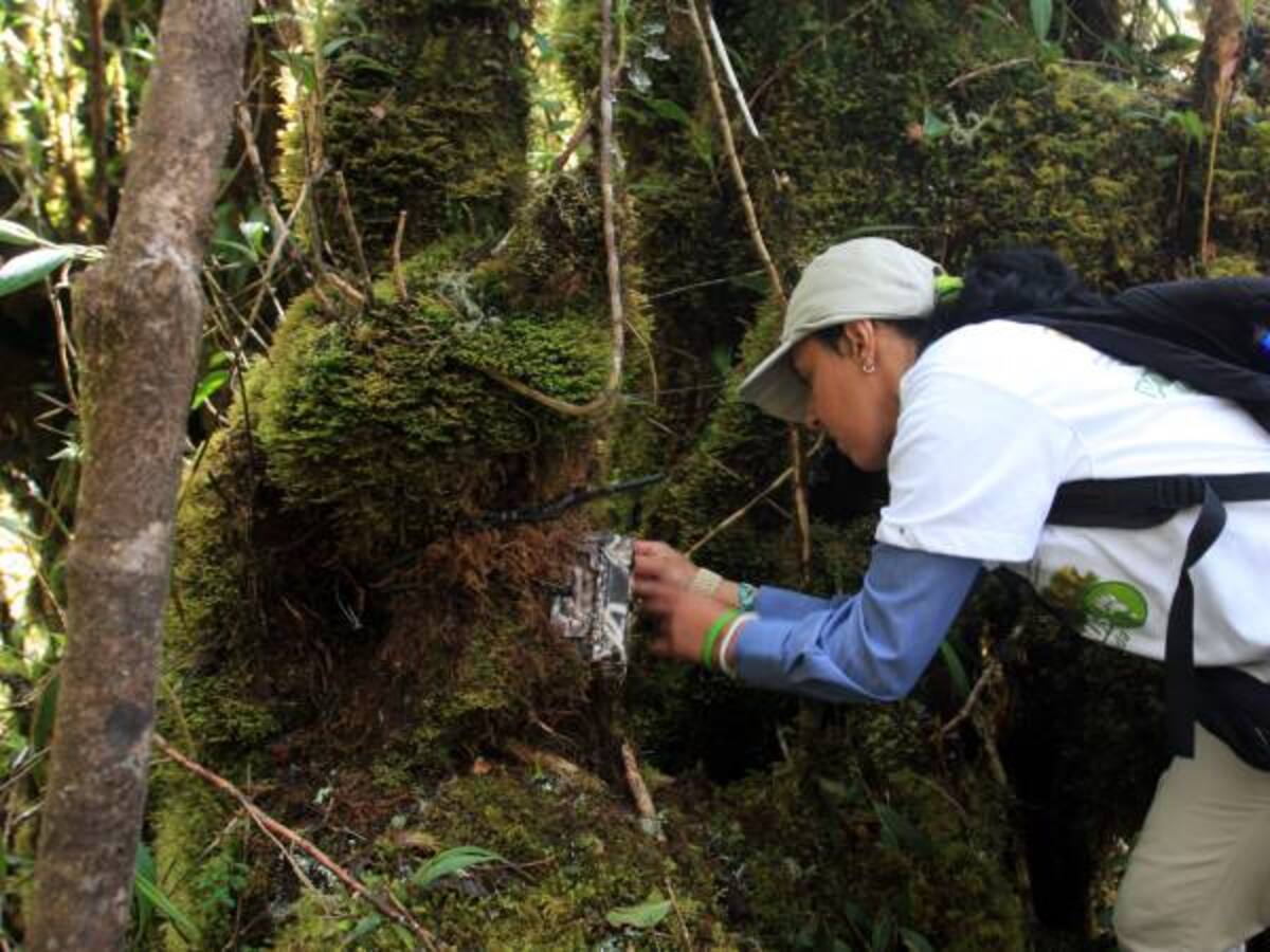 Unidad especial buscará responsables de muerte de oso de anteojos en reserva natural