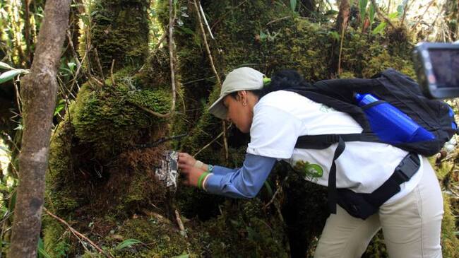 Como criminales serán buscadas las personas que mataron un oso de anteojos, en el parque natural Chingaza.