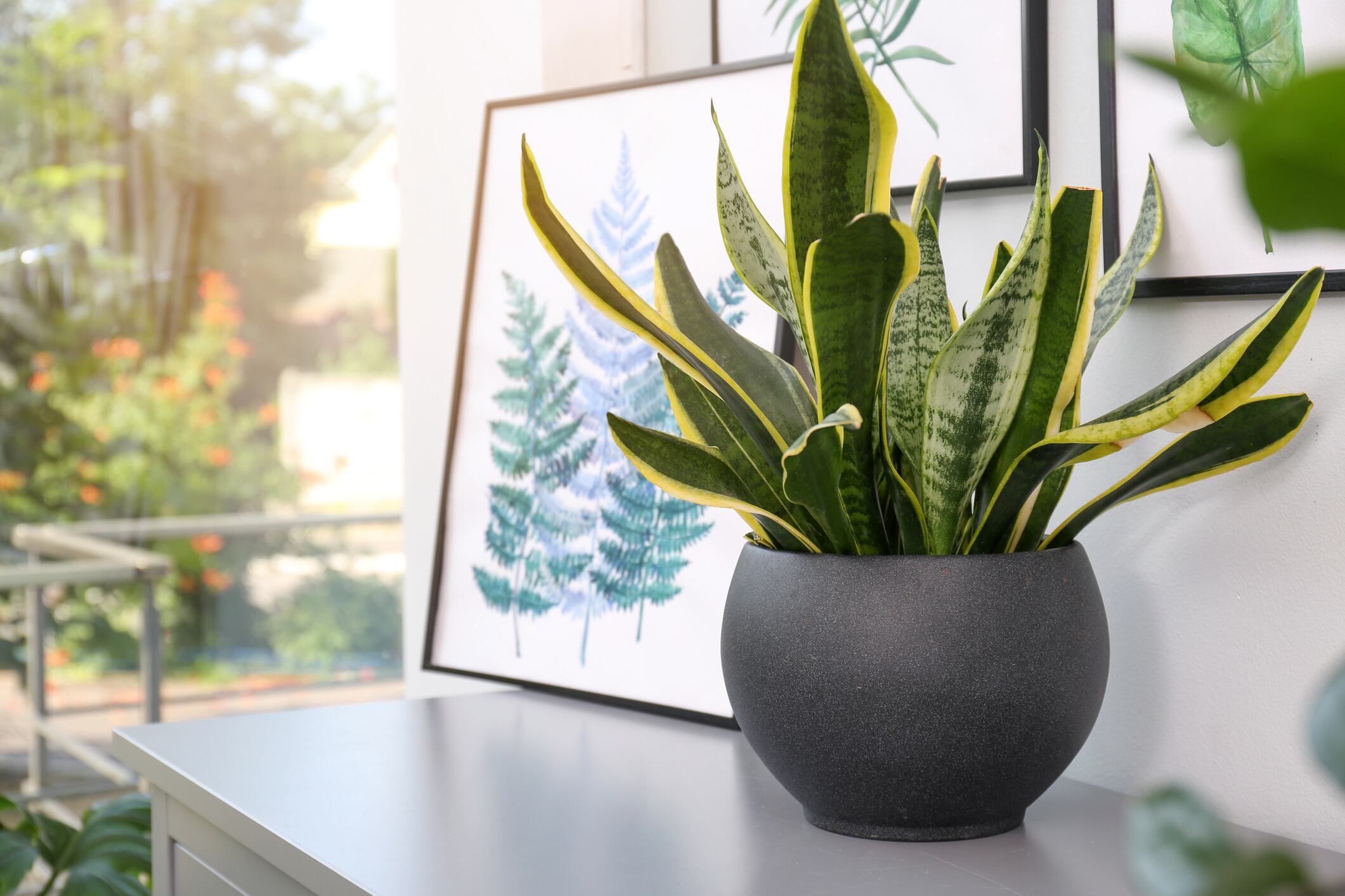 planta Sansevieria // Getty Images