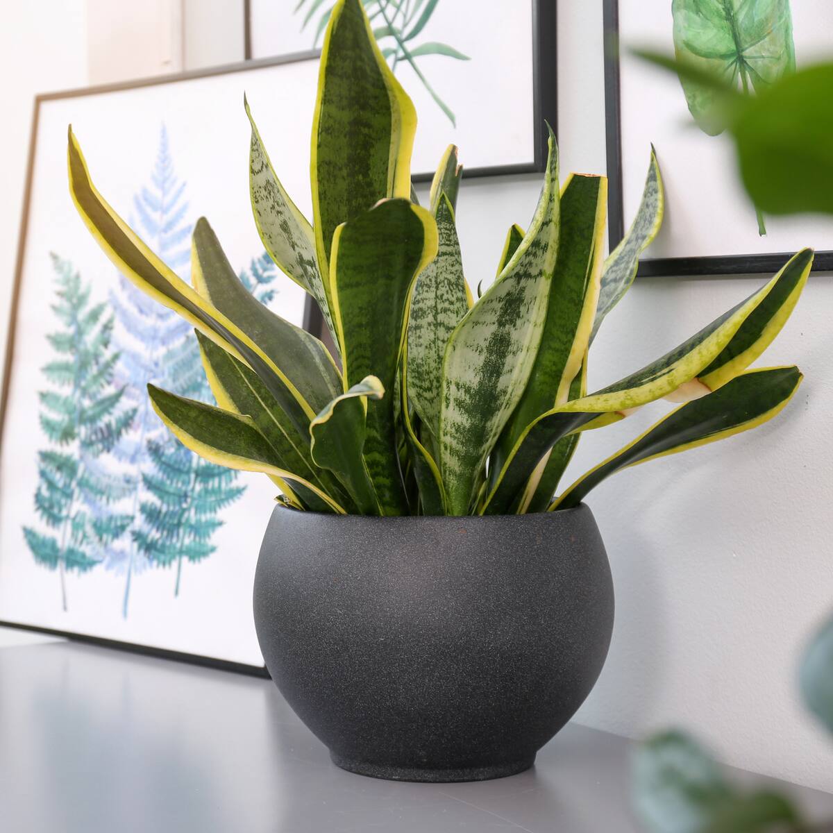 7 plantas para la buena suerte y su significado, ¿qué atraerían?