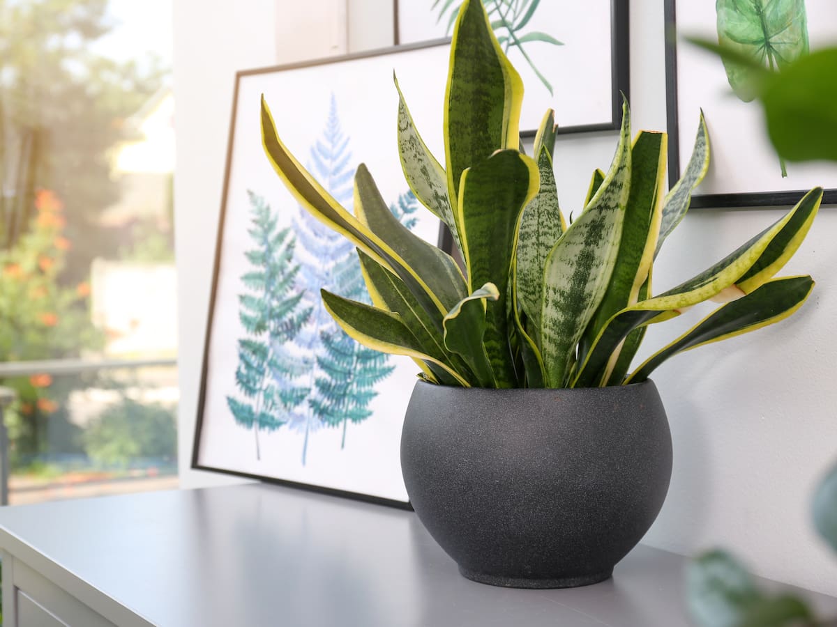 7 plantas para la buena suerte y su significado, ¿qué atraerían?