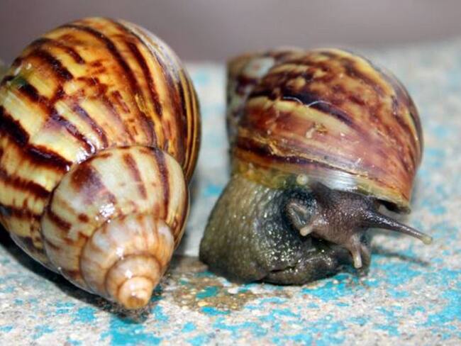 Alerta en Cartagena por presencia de caracol gigante africano