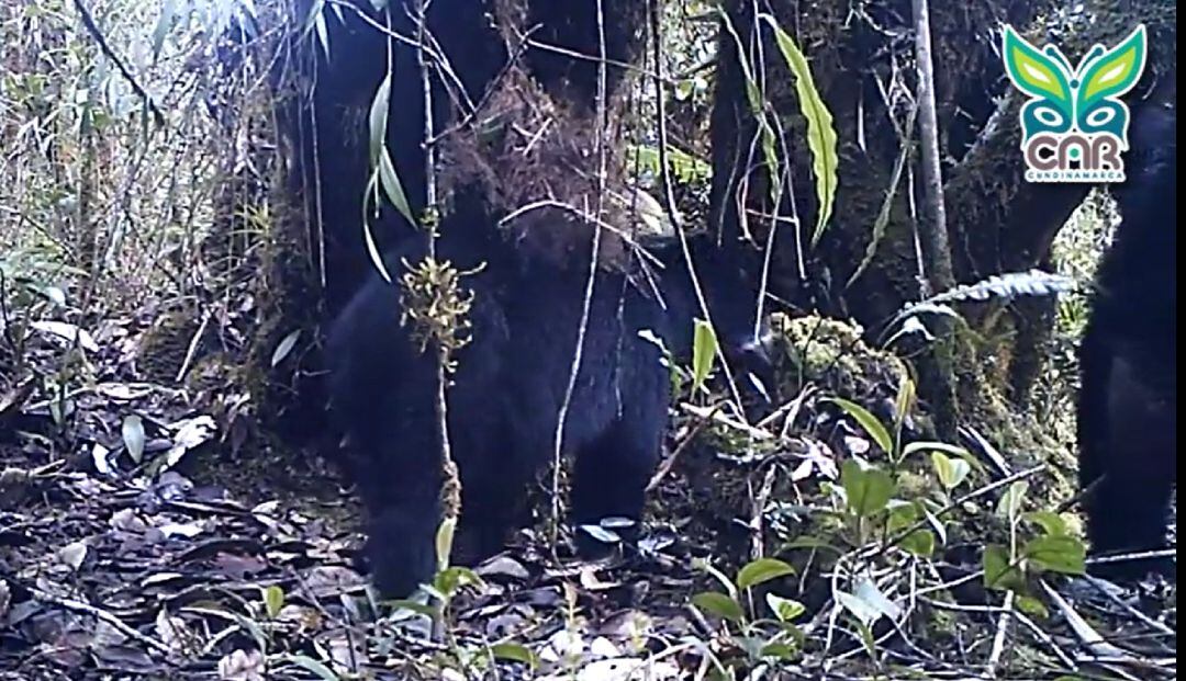 Cámaras trampa de la CAR registraron apareamiento de osos en Guatavita
