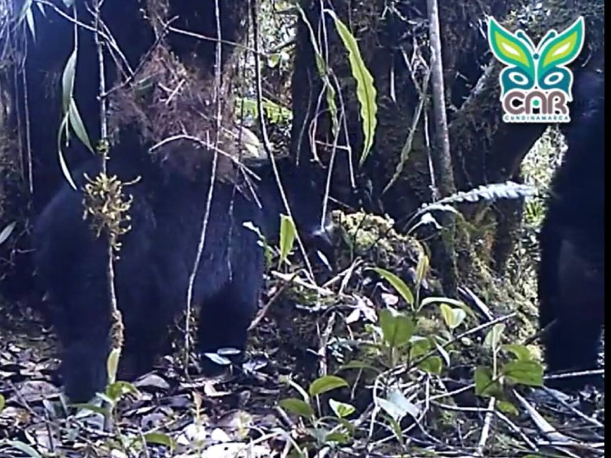 Cámaras trampa de la CAR registraron apareamiento de osos en Guatavita