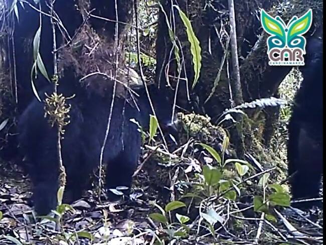 Cámaras trampa de la CAR registraron apareamiento de osos en Guatavita