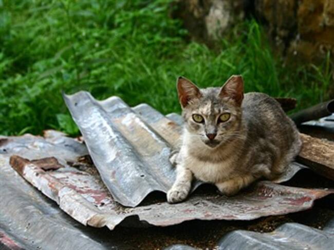 Proliferación de gatos amenaza la salud pública en Armenia