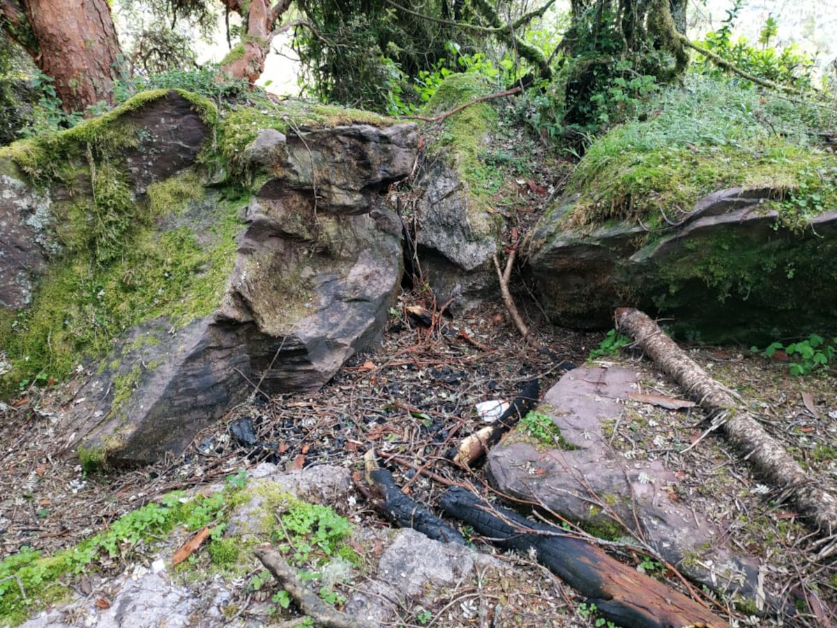 Las fogatas y basuras por parte de algunos campesinos están afectando al mayor parche de bosque de colorados del país. 