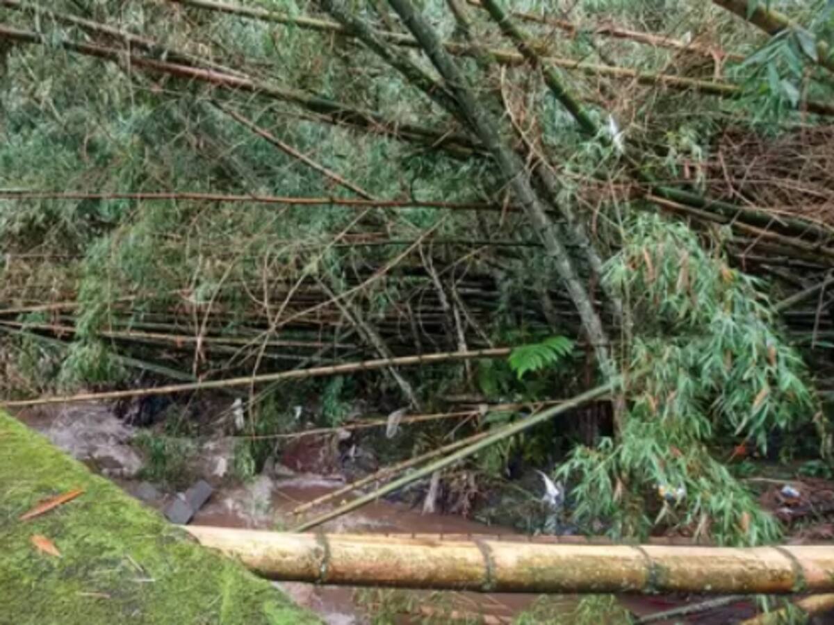 Buscan que en el área metropolitana de Pereira no lloren los guaduales