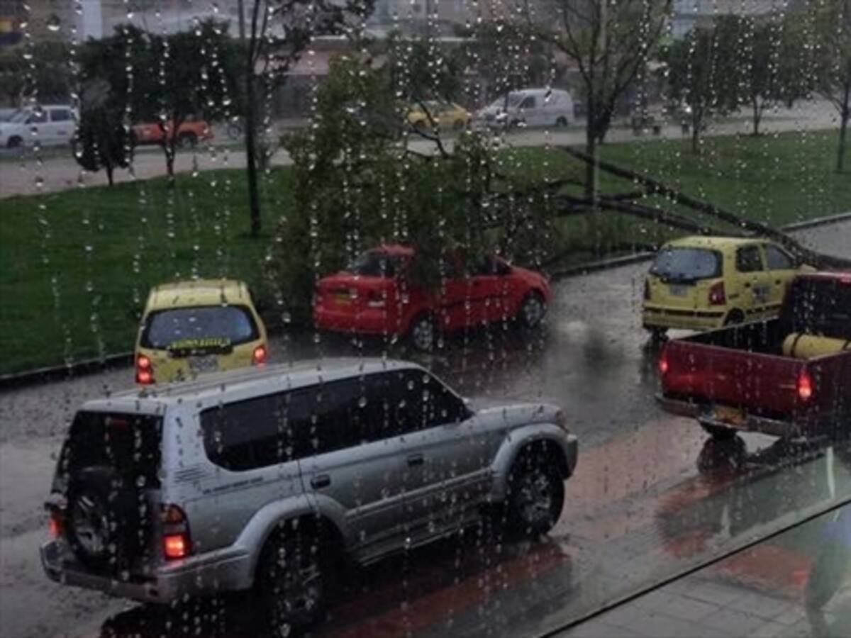 Árboles caídos y problemas de movilidad por fuertes lluvias en Bogotá