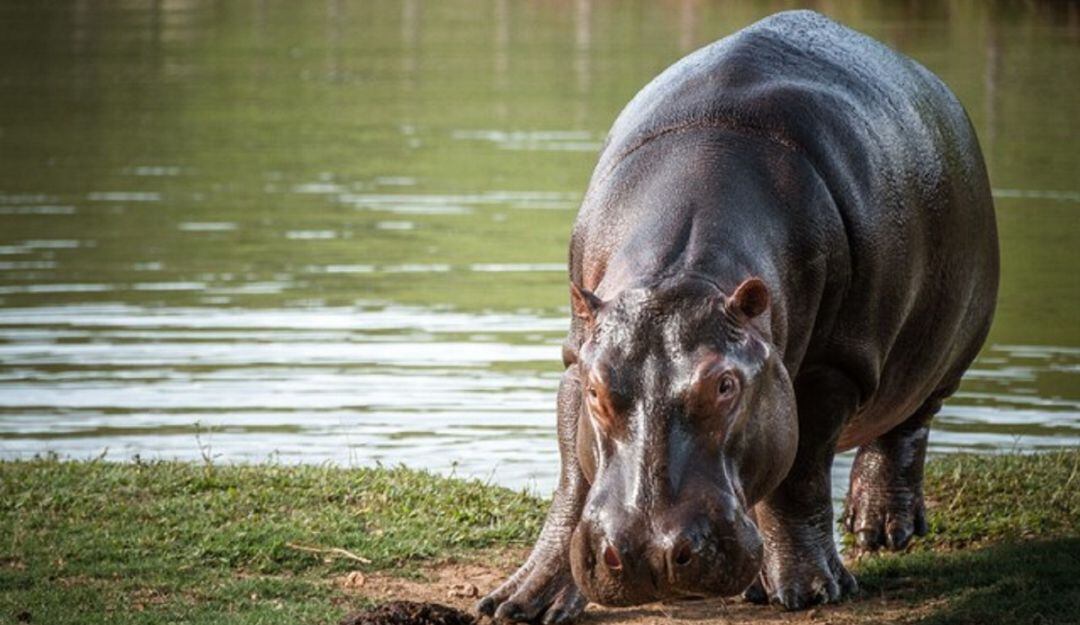 Hipopótamos. (Imagen referencial). Foto: Cortesía.
