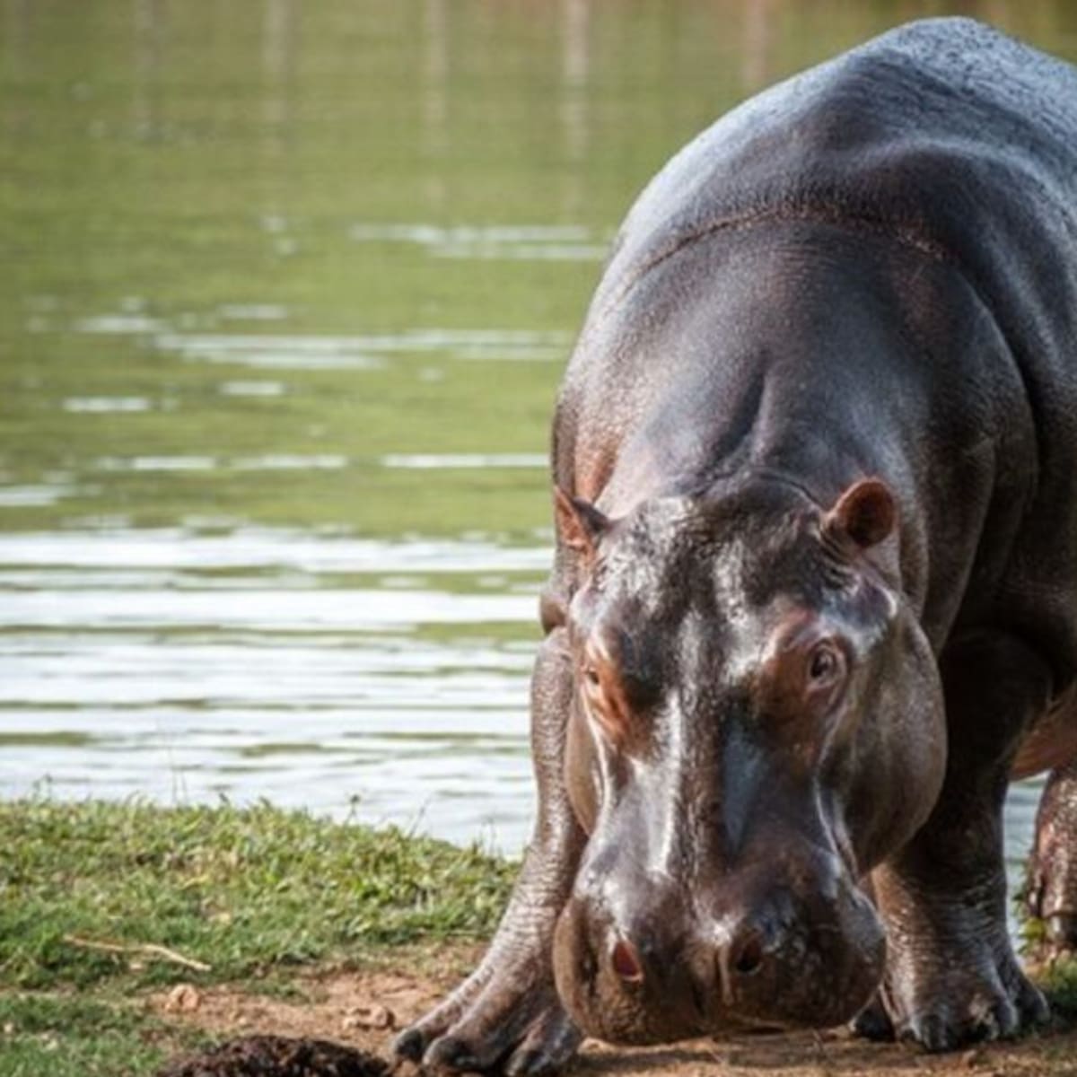 Ministerio de Ambiente confirmó que iniciará la eutanasia de hipopótamos en Colombia