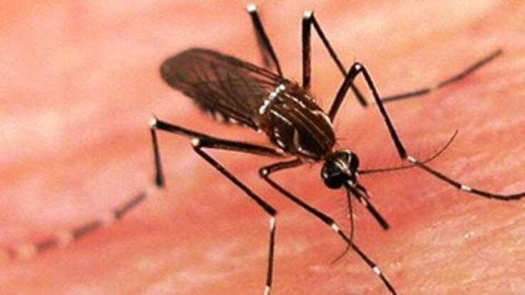 Alerta por brote de dengue en Colombia